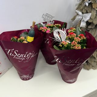 Kwiat doniczkowy Kalansze