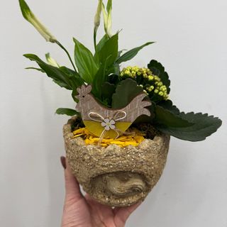 Kwiat doniczkowy jajko wielkanocne