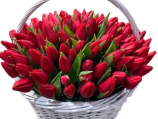 49 czerwonych tulipanów w koszu