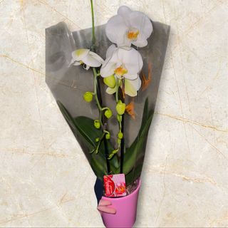 Storczyk kręcony 2 pędowy