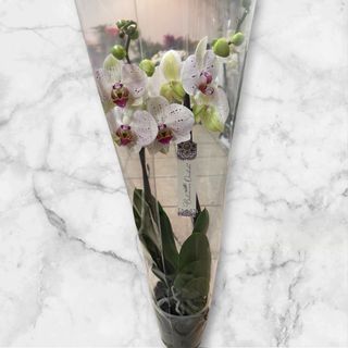 Storczyk bialy z lekkiej kropkami 