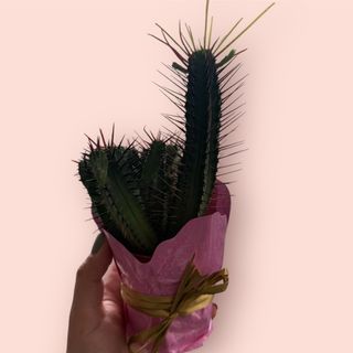 Mini kaktus 