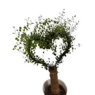 Serduszko doniczkowe 