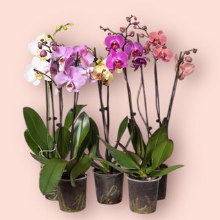 Mix storczyka losowy kolor 