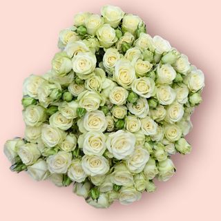 RÓŻA BIAŁA GAŁĄZKOWA 30 SZTUK.