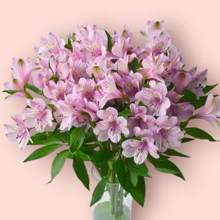 Alstromeria 21 sztuk