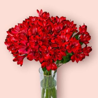 Alstromeria 31  sztuk