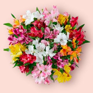 Alstromeria 51 sztuk