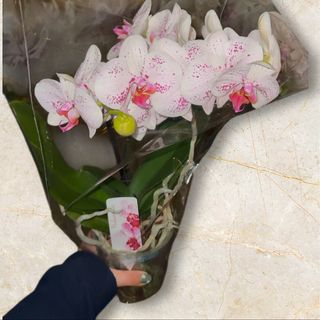 Storczyk karłowaty 2 pędowy niski .