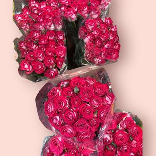 Róża Trwała 20 sztuk