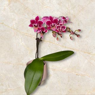 Mini storczyk z doniczką 