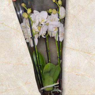 Storczyk 4 pędowy biały .