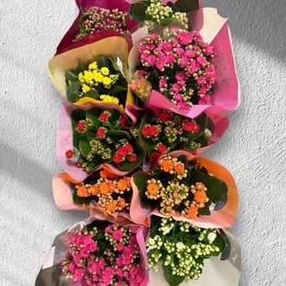 Losowy kwiatek ,,kalansza”