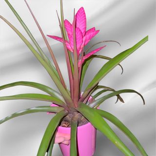 Tillandsia w doniczce 