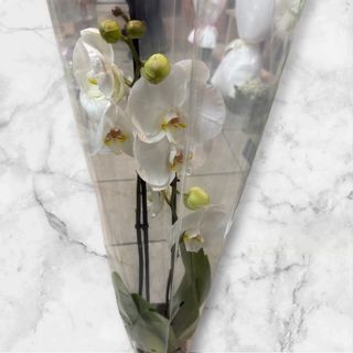 Storczyk 2 pędowy biały 