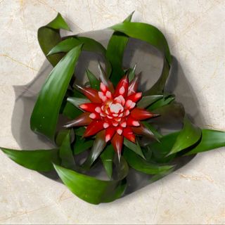 Guzmania w doniczce 