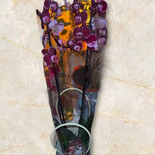 Storczyk fioletowy 2 pędowy 