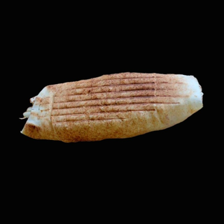 Rollo mały