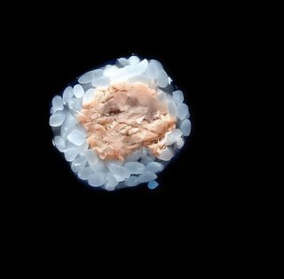 Hosomak łosoś pieczony