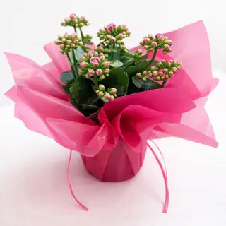 Kalanchoe w ozdobnym opakowaniu