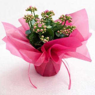 Kalanchoe w ozdobnym opakowaniu