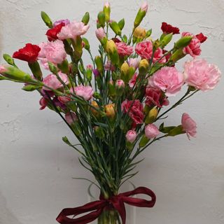 Goździk gałązka MIX