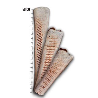 Tortilla samo mięso Mega ( 50cm)