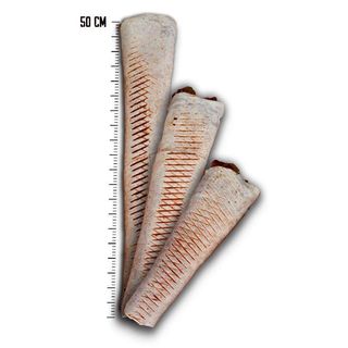 Tortilla z fetą Średni