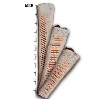 Tortilla z fetą Mega (50cm)