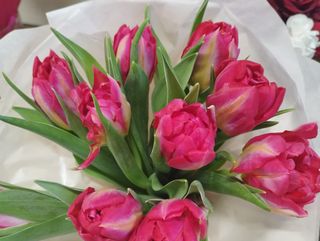 Bukiet tulipanów