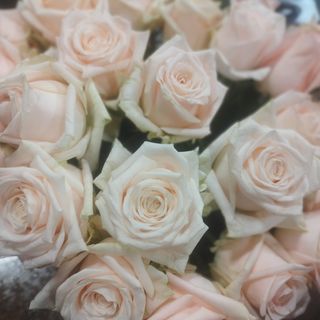 Piękne róże smietankowe