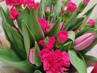 Tulipany i goździki