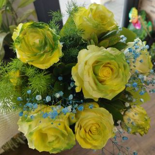 Róża cytrynowo zielona farbowana