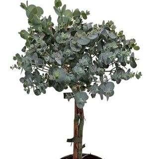 Eukaliptus w doniczce( Wysokość 40cm)