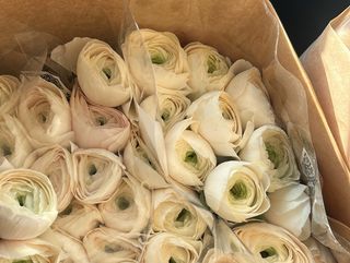 Ranunculus – Hit Wiosny (11 szt)