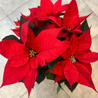 Poinsecja „Czerwona Gwiazda” 70 cm)