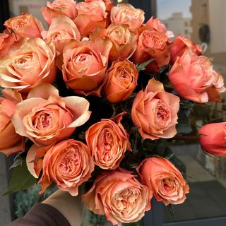 Róża ekwadorska Kohala — 17szt. (40cm)