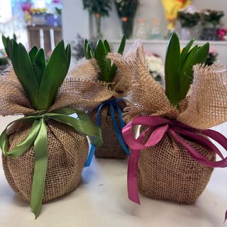 Ozdobne hiacynty dla babci lub dziadka