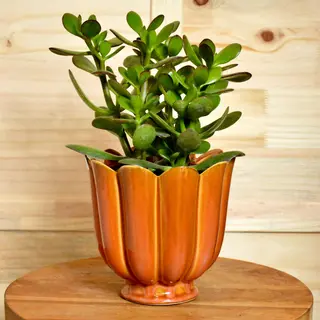 Crassula w osłonce