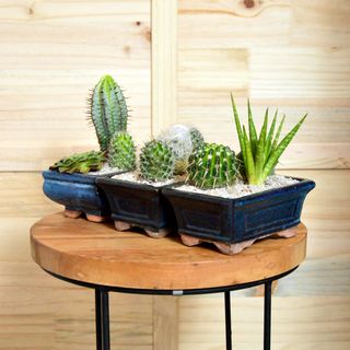 Kompozycja z sukulentów i kaktusów