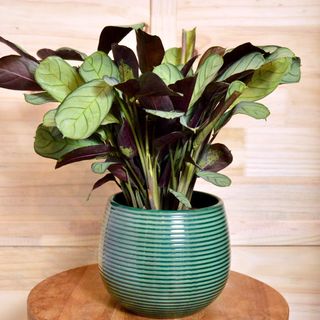 Ctenanthe w osłonce