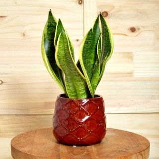 Sansewieria w osłonce