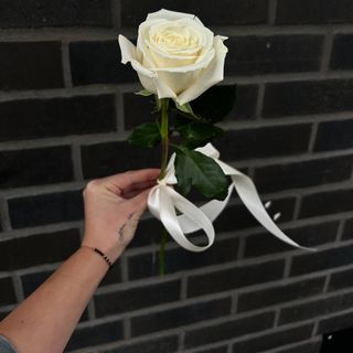 Biała róża ze wstążką