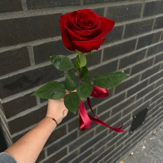 Róża czerwona ze wstążką