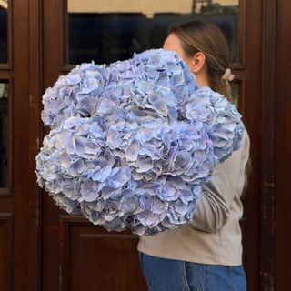 Niebieskie hortensje na sztuki