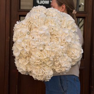 Białe hortensje na sztuki