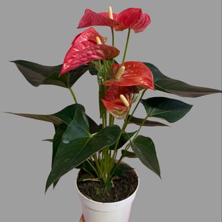 Duży różowy anturium