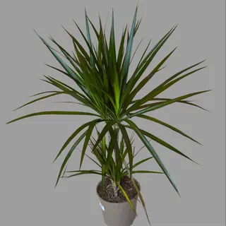 Dracena 