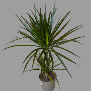 Dracena