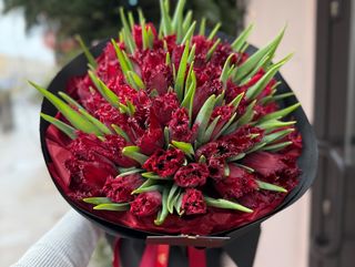 Tulipan trzepiasty 43 szt